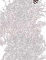 ks7706d13.jpg