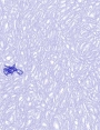 ks94010d44.jpg