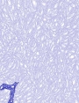 ks94010d51.jpg