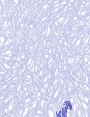 ks9408d22.jpg